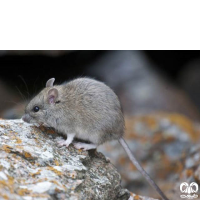 گونه موش هیمالیایی Himalayan Rat